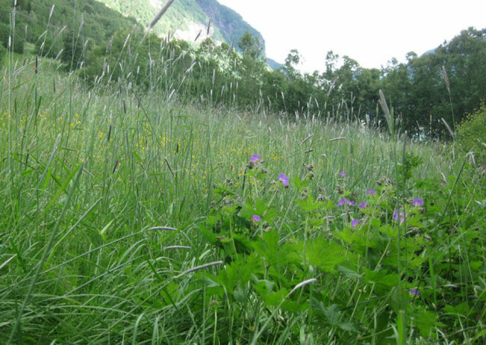 TOPP DEBUT FOR MOLDEN OPP 640_Oppturidetgronne