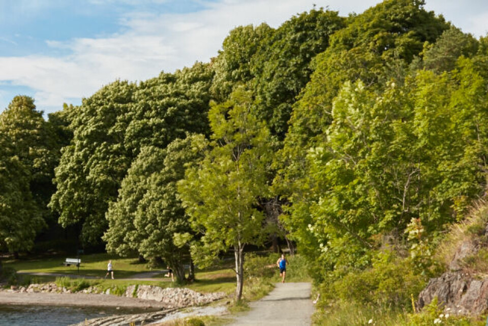 Hovedøya Rundt for syvende gang ga to løyperekorder 011_hovedoya_lop_07072016.jpg