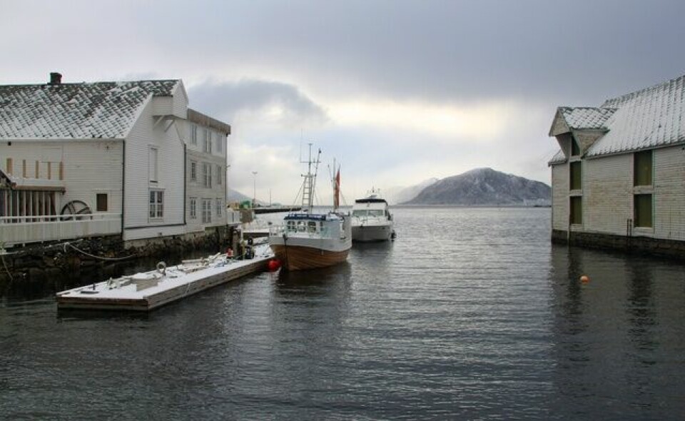 Kvit Sjutoppstur på Sandsøya