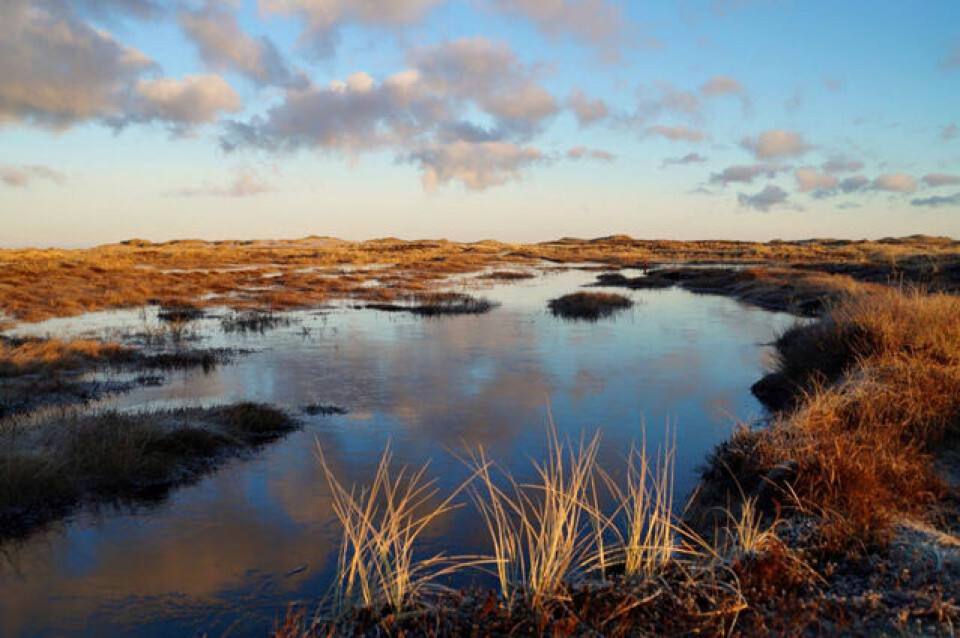 Norsk tredjeplass på tøff dansk 11 km natur.jpg