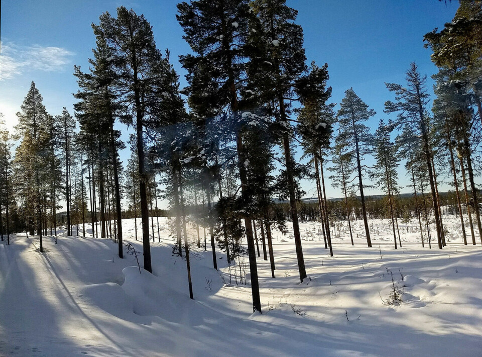 Vasaloppsopplevelser fra startpulje 3 – del 1: 'prerace report' Svenske-skoger-IMG_20180302_095035365~2.jpg