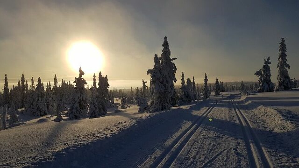 Vinterens vakreste eventyr i Vangsåsen på lørdag Loeypa_ned_fra_Stenfjellet.jpg