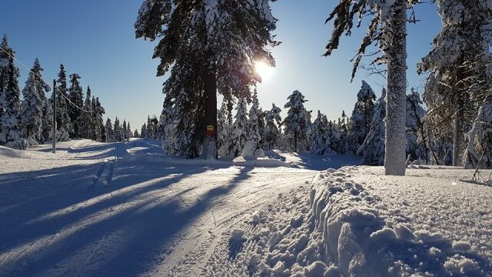 Vinterens vakreste eventyr i Vangsåsen på lørdag Svinger_av_fra_lysloypa.jpg