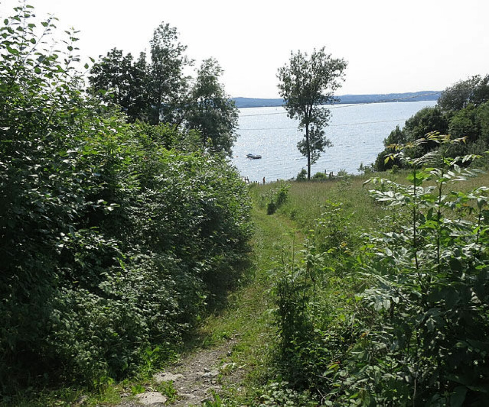 Rødtangen Rundt: Hørthe tilbake! Idyll_IMG_1828.jpg