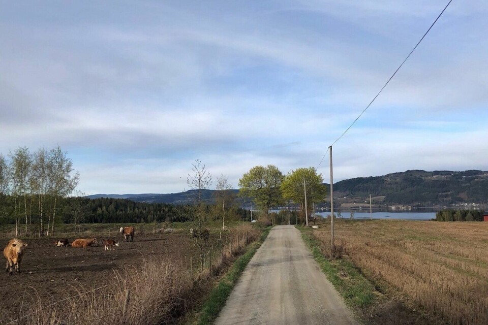 Fra løypa til Reidar Berges æresløp med utsikt over Mjøsa. (Foto fra løpets facebookside) Fra løypa til Reidar Berges æresløp med utsikt over Mjøsa. (Foto fra løpets facebookside)