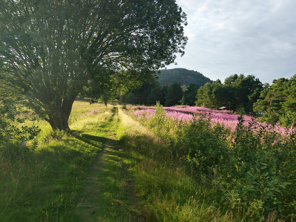 På løpetur langs Den trondhjemske postvei, del 1: Bergen – Ålesund Sti-eng-20240722_210334.jpg