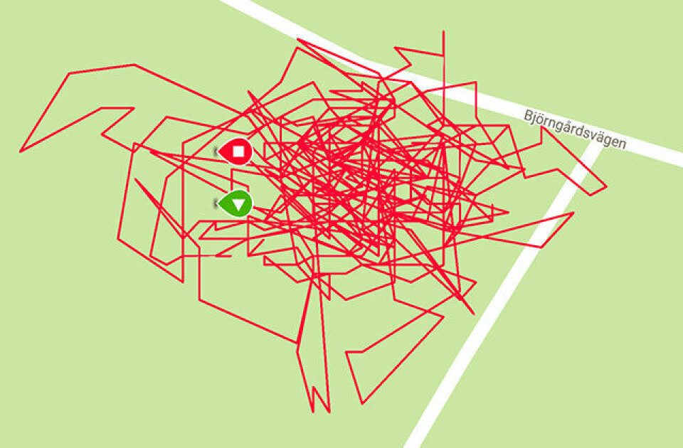 Dette ser kanskje ut som hodeløs løping rundt i en park, men var faktisk 45 minutter relativt rolig yoga på ei matte. Distansen ble målt til 790 meter. Dette ser kanskje ut som hodeløs løping rundt i en park, men var faktisk 45 minutter relativt rolig yoga på ei matte. Distansen ble målt til 790 meter.