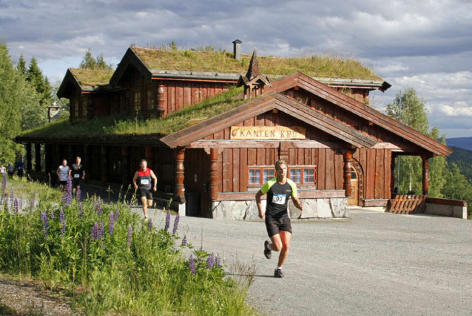 Blomstrende Kanthaugløp på Lillehammer Bilde 6.jpg