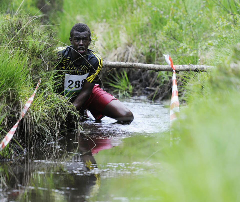 Råtasser i full utfoldelse