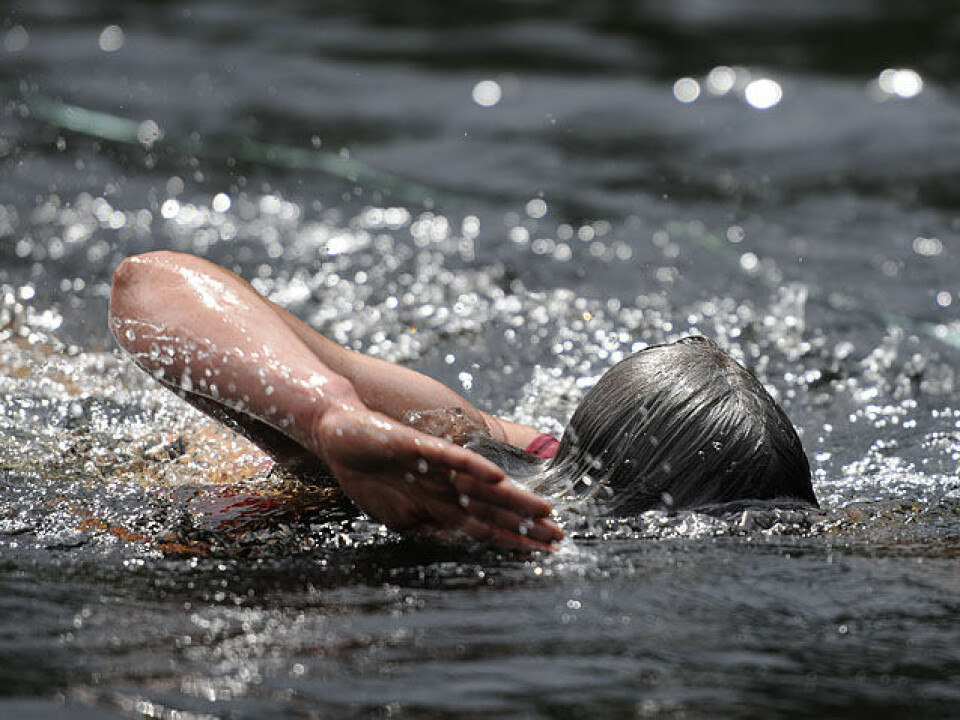 Råtasser i full utfoldelse