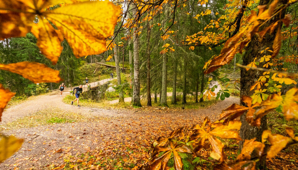 Høsten innbyr til løping – som her rundt Nøklevann i Oslo. (Foto: Sylvain Cavatz)