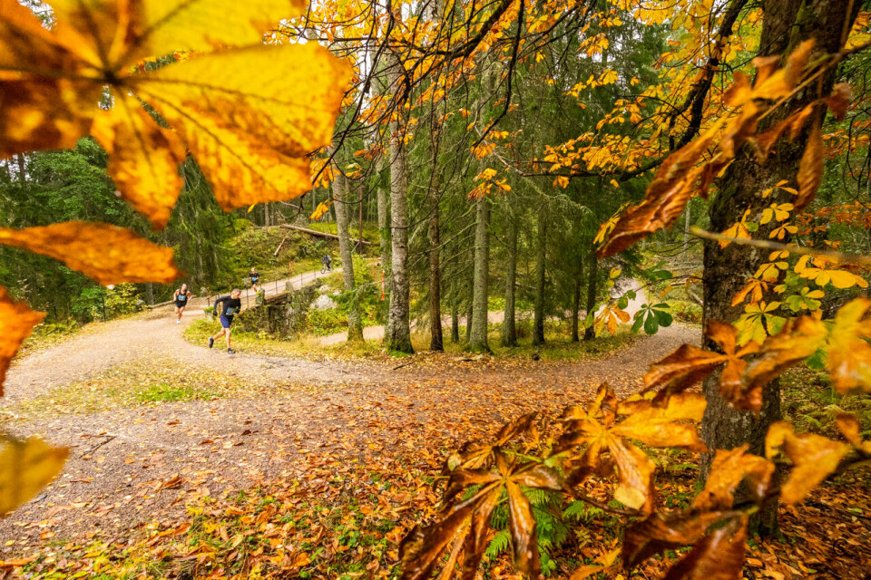 Høstfarger: Slik er det som regel i Nøklevann Rundt - strålende høstfarger i skogen. (Foto: Sylvain Cavatz) Høstfarger: Slik er det som regel i Nøklevann Rundt - strålende høstfarger i skogen. (Foto: Sylvain Cavatz)