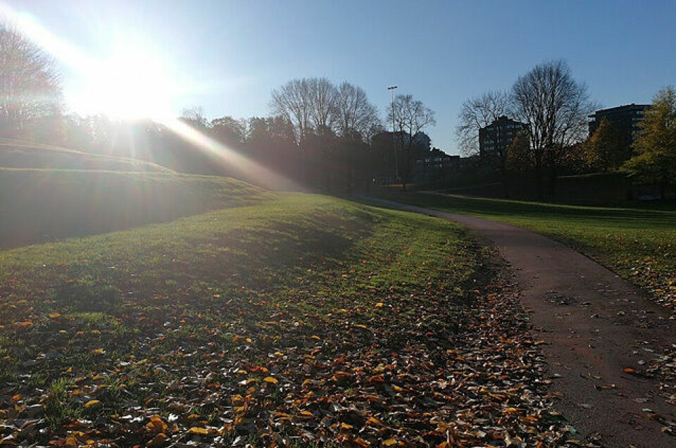 Absolutt nydelig i morrasolen i Tøyenparken under det 10. Tøyen Parkrun. Foto: Heming Leira Absolutt nydelig i morrasolen i Tøyenparken under det 10. Tøyen Parkrun. Foto: Heming Leira
