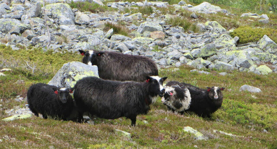 BLOGG: Rjukanvuggen = Rjukan - Gaustatoppen via eggen - Rjukan - Solspeilet - Rjukan