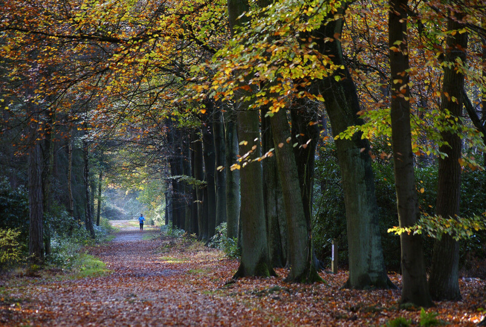 Tankene kan lett begynne å vandre mens man selv er ute og løper. (Foto: Erik Tanghe, Pixabay) Tankene kan lett begynne å vandre mens man selv er ute og løper. (Foto: Erik Tanghe, Pixabay)