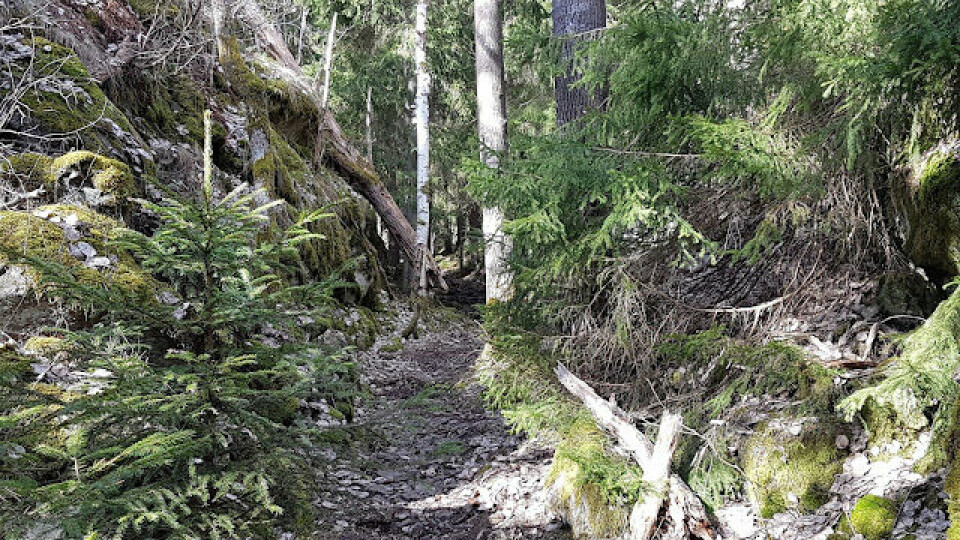 BLOGG: Jeløya Rundt - endelig snøfritt terreng