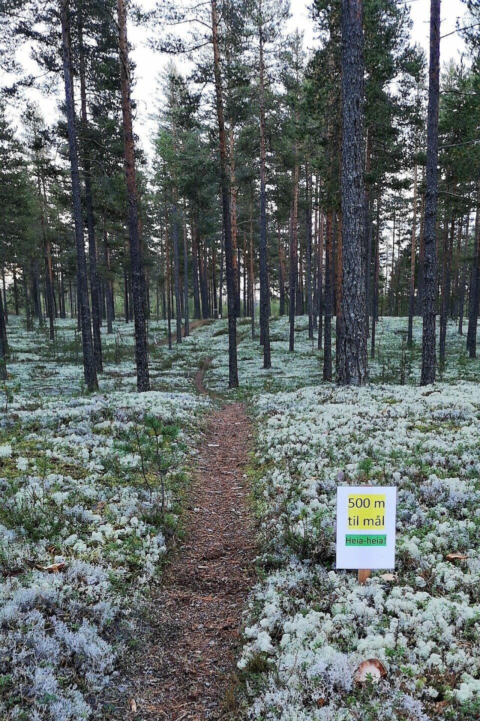 God fart og deltagelse i Kondis' persecup i Elverum Persecup 500 m-skilt.jpg