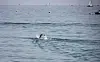 svomming_lausanne_262