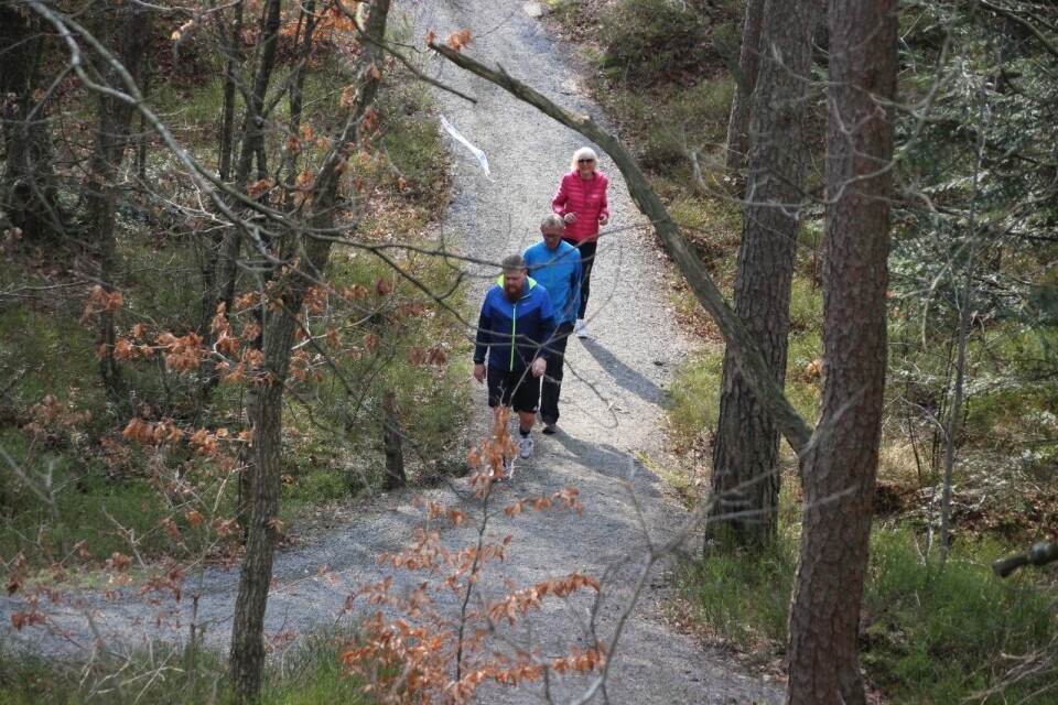 Det er idyllisk i løypene i Baneheia. I(Foto: Guri Sæterlid) Det er idyllisk i løypene i Baneheia. I(Foto: Guri Sæterlid)
