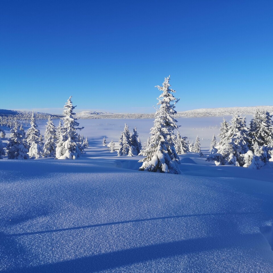 Lite skirenn - mye skiglede! 8.jpg