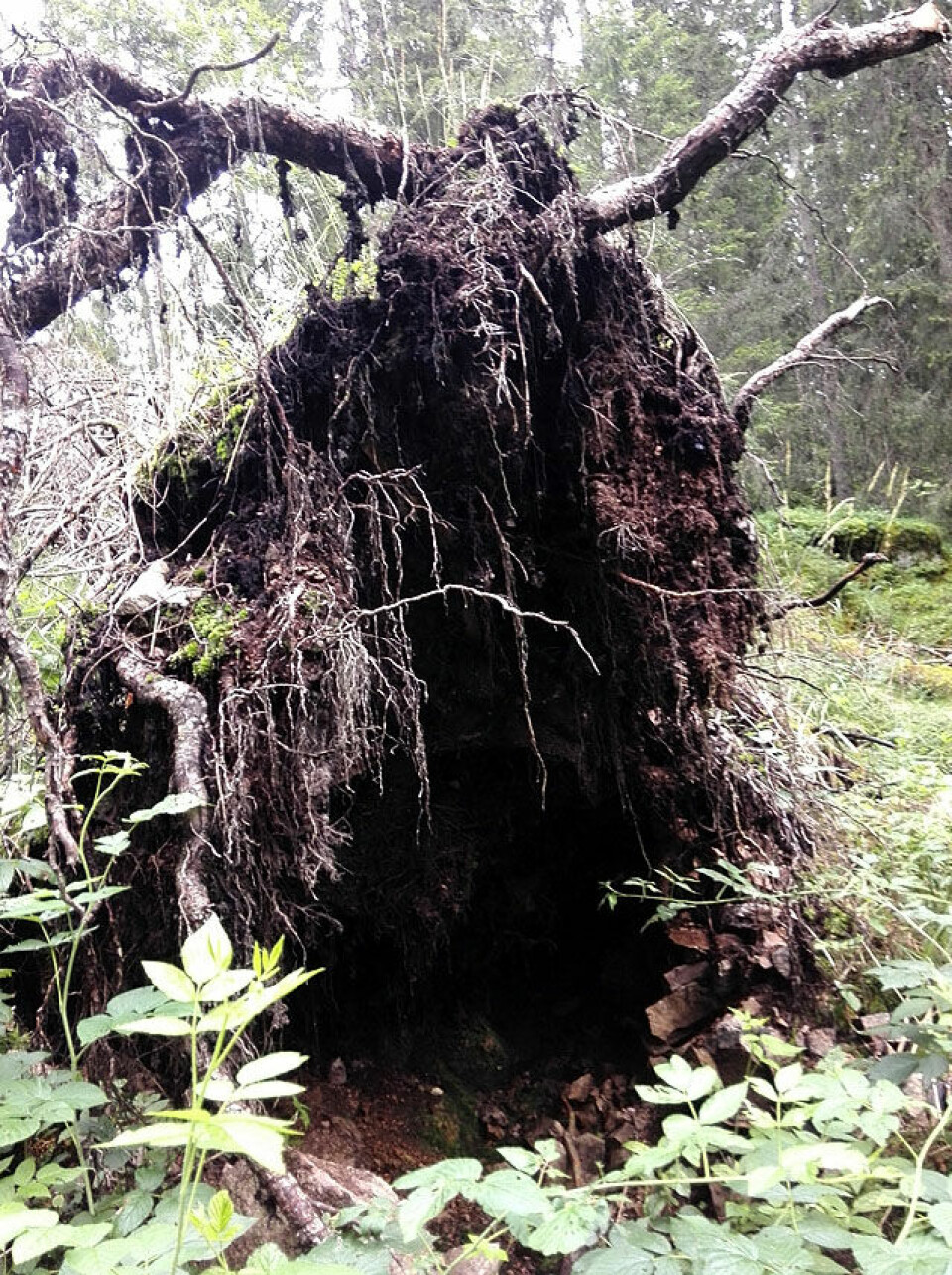 96 løp det sjette Sellanrå Opp under gode løpsforhold Huldra_640_IMG-20140805-WA0007.jpg