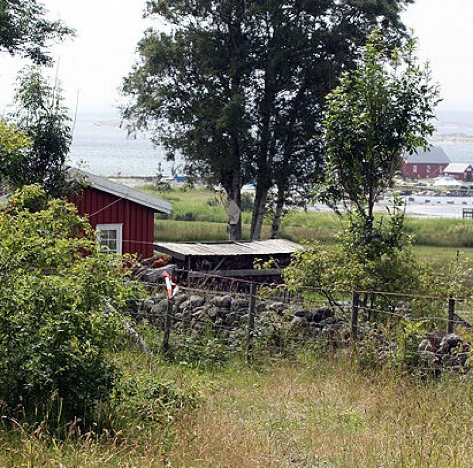 Dødt løp i Jomfrulandsløpet Idyll_kvadratisk_IMG_3640