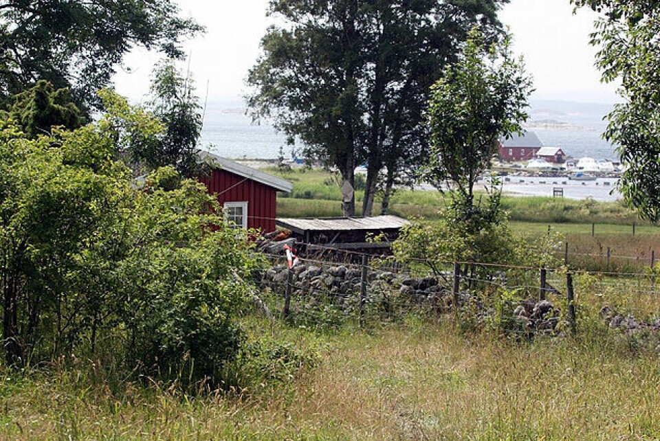 Dødt løp i Jomfrulandsløpet