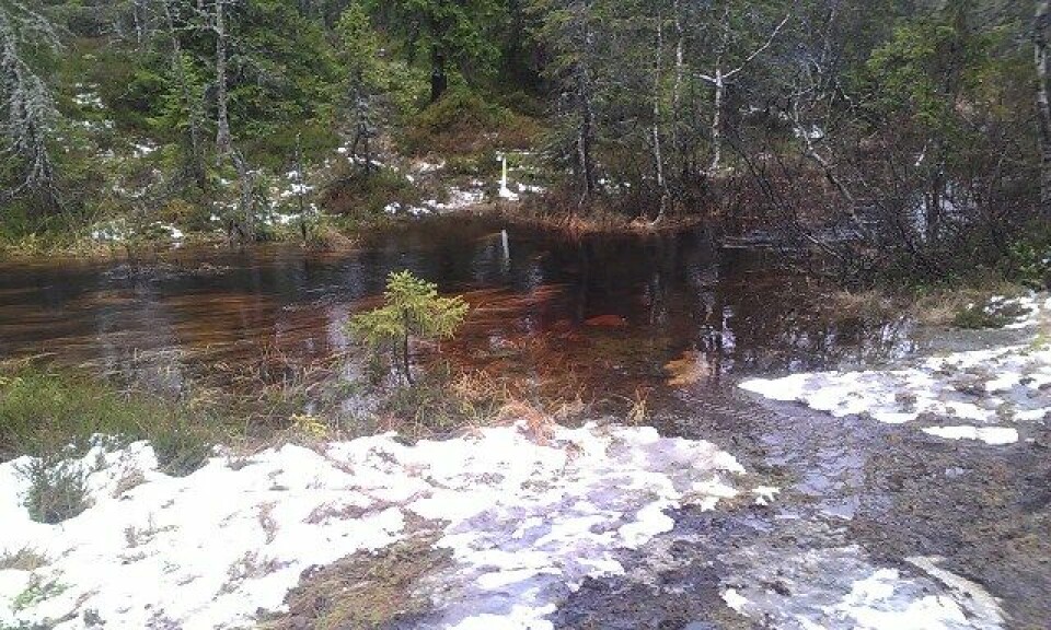 Alt sitter i hodet, sier Tomas Pinås som skal løpe Ecotrail 80 km Bekk_ved_montebello_GF-foto_640.jpg