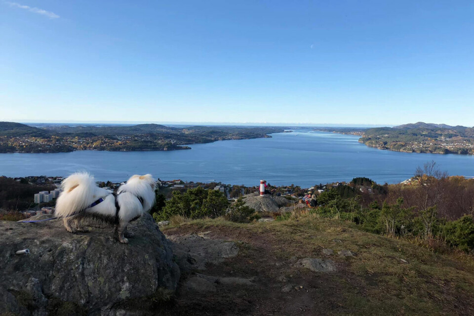 36 deltagere i Åsane Baskerløp, de fleste var på 8 fjelltopper Hund_på_toppen.jpg