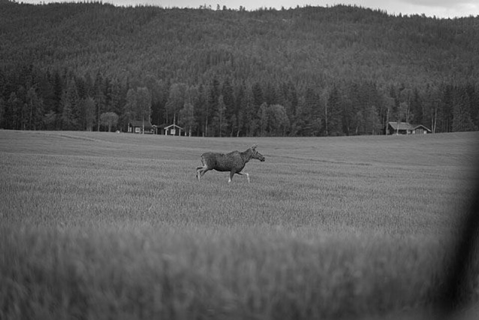 Strålende vær da St. Olavsloppet startet i Östersund 25_20160629-_DSC4437_640.jpg