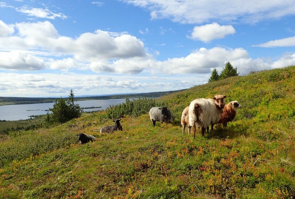 Løpesamling med Kondis billigst før 1. oktober – SISTE FRIST I DAG Sauer ved Ilsetra rundt Reinsvatnet