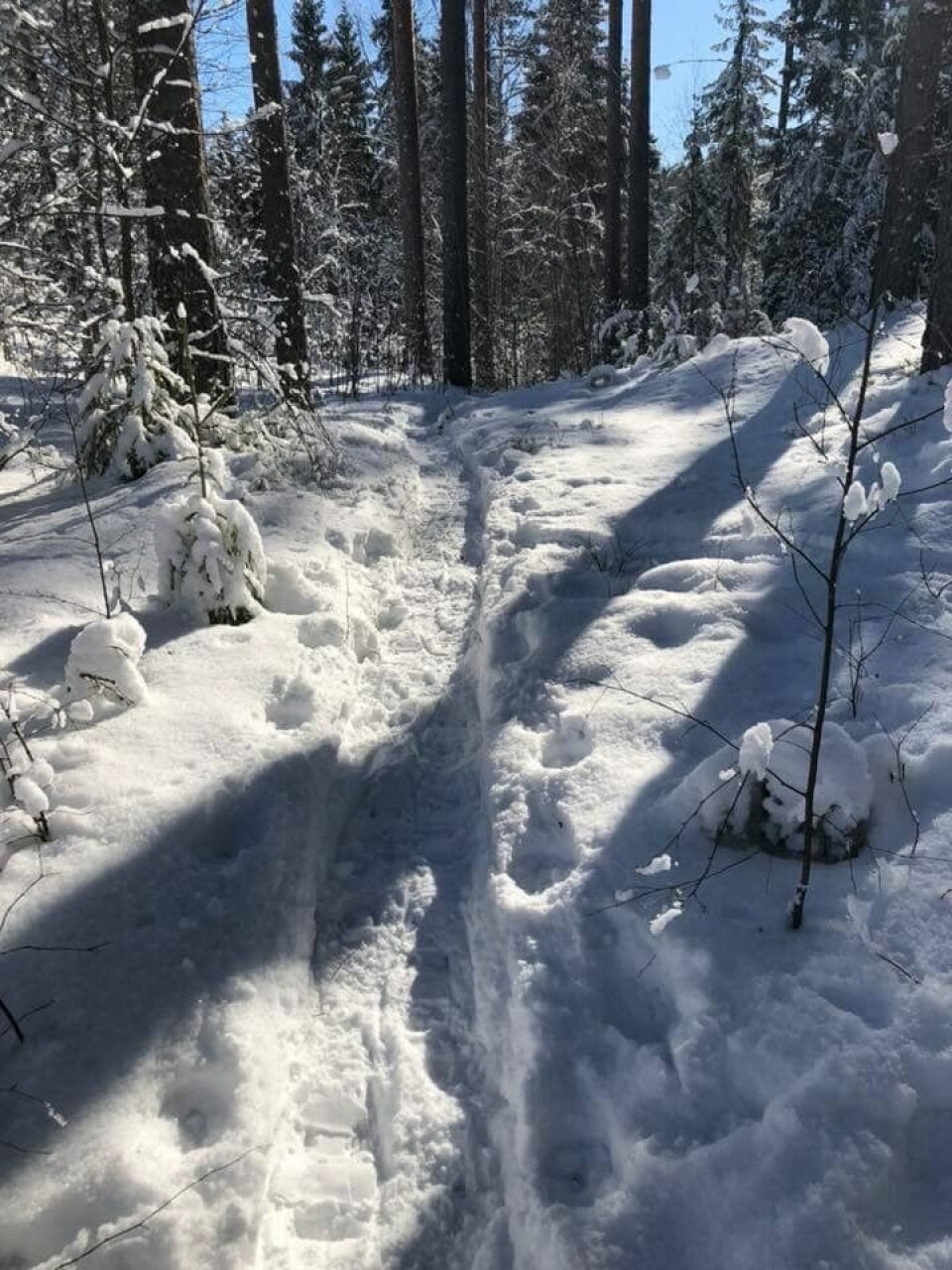 Alt annet enn bakgården i Østmarka da vinneren løp 221 km best_med_truger.jpg