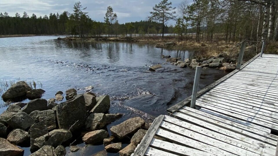 Denne utsikten som kan nytes på alle de tre lengste løpene på lørdag. (Foto fra Finnskogløpets facebookside) Denne utsikten som kan nytes på alle de tre lengste løpene på lørdag. (Foto fra Finnskogløpets facebookside)