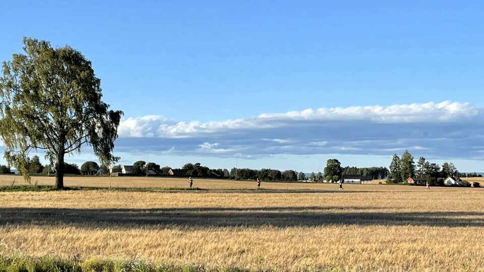 Det var både varmt og vakkert langs åkrene i Stange tirsdag kveld. (Foto: Marit Aamdal) Det var både varmt og vakkert langs åkrene i Stange tirsdag kveld. (Foto: Marit Aamdal)