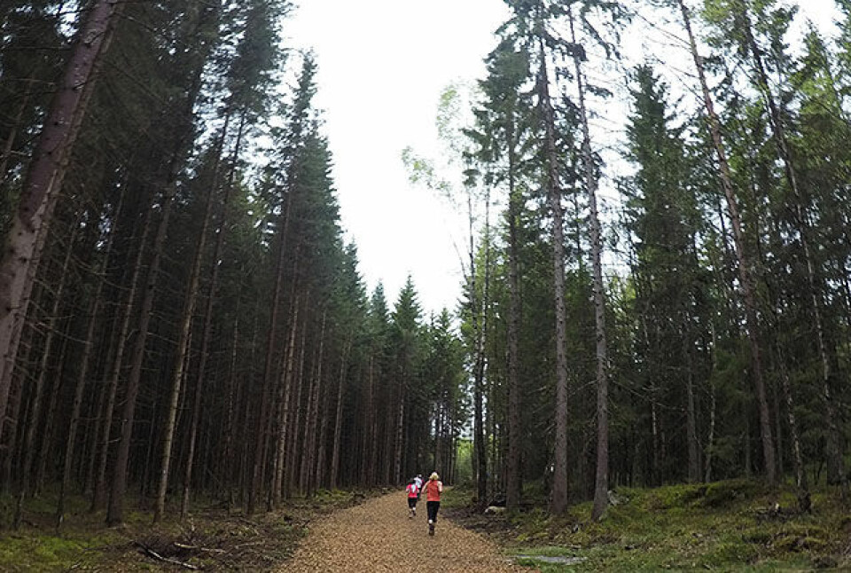 238 fullførte NorwegianOutlet-løpet 1-G0249515.jpg