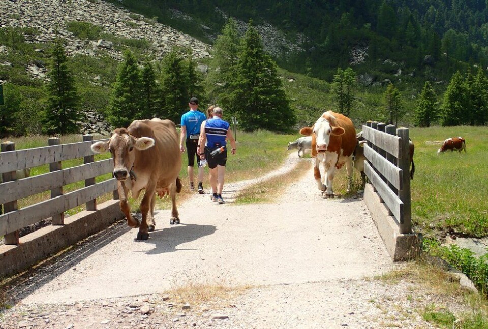 Bli med Kondis på treningsreise! Kondistur til Dolomittene i Italia med innlagt motbakkeløp opp
