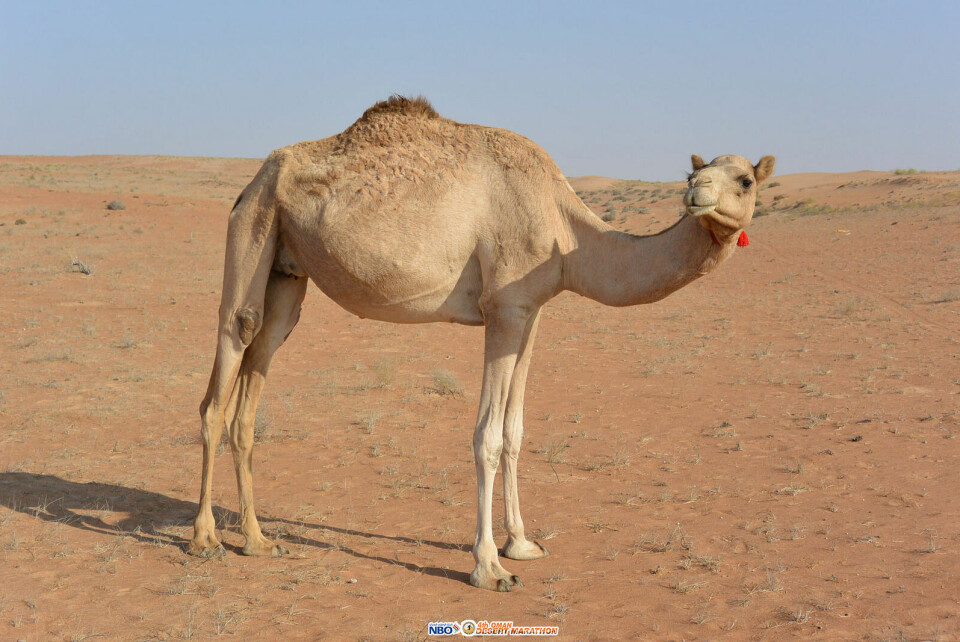 Sondre Amdahl nr. 6 i Oman Desert Marathon etter 4. etappe dyr.jpg