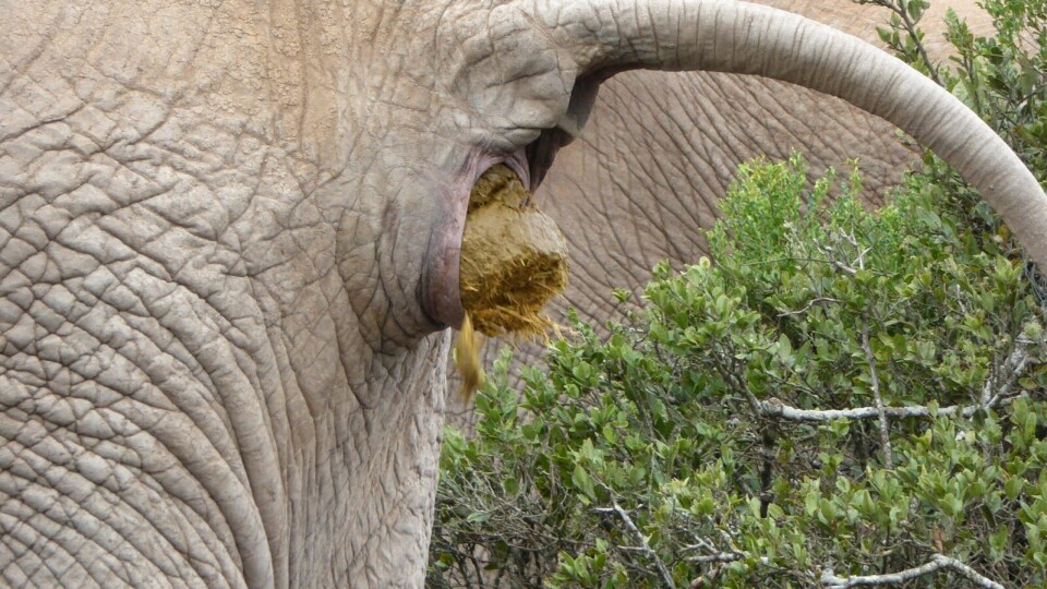 Henning Lauridsen løp 100 miles blant flodhester og villsvin elefant-driter.JPG