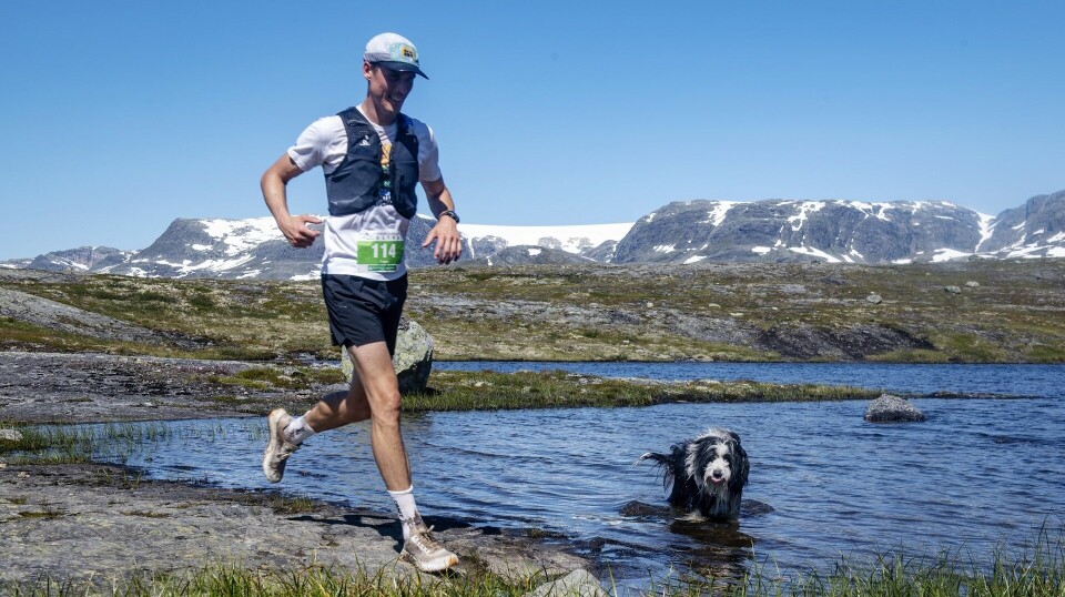 Fullteikna Dynafit Hardangerjøkulen Ultra i strålande sol