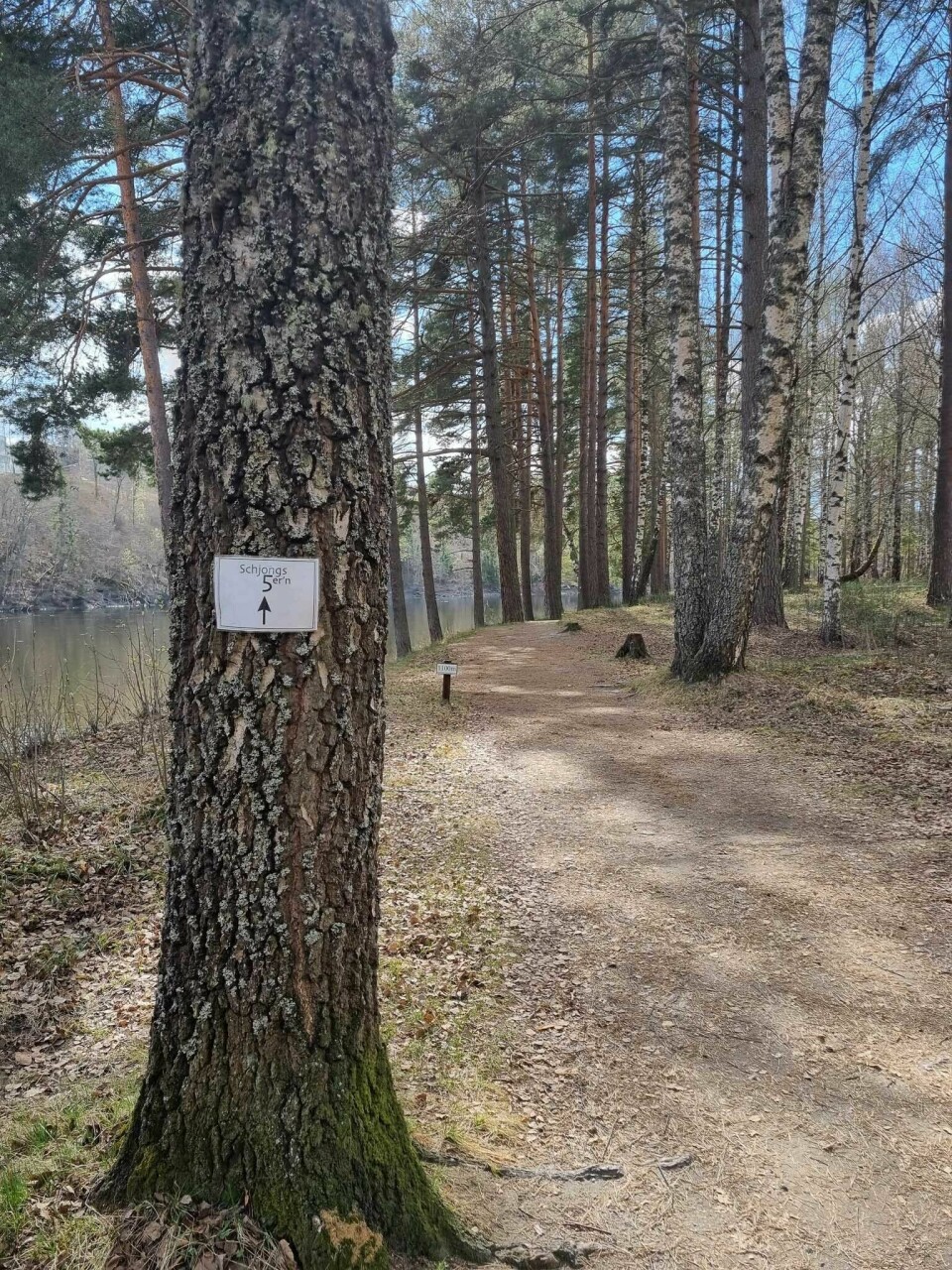 Løypa er pussa og klar til Schjongs5er'n som går på lørdag Schjongs5ern-loype.jpg
