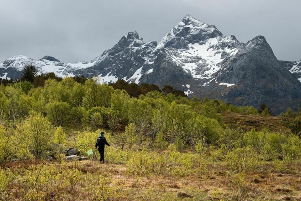 Bare 22 % av de startende fullførte Lofoten Ultra-Trail 100 miles Foto-Steven-Henriksen-3.jpg