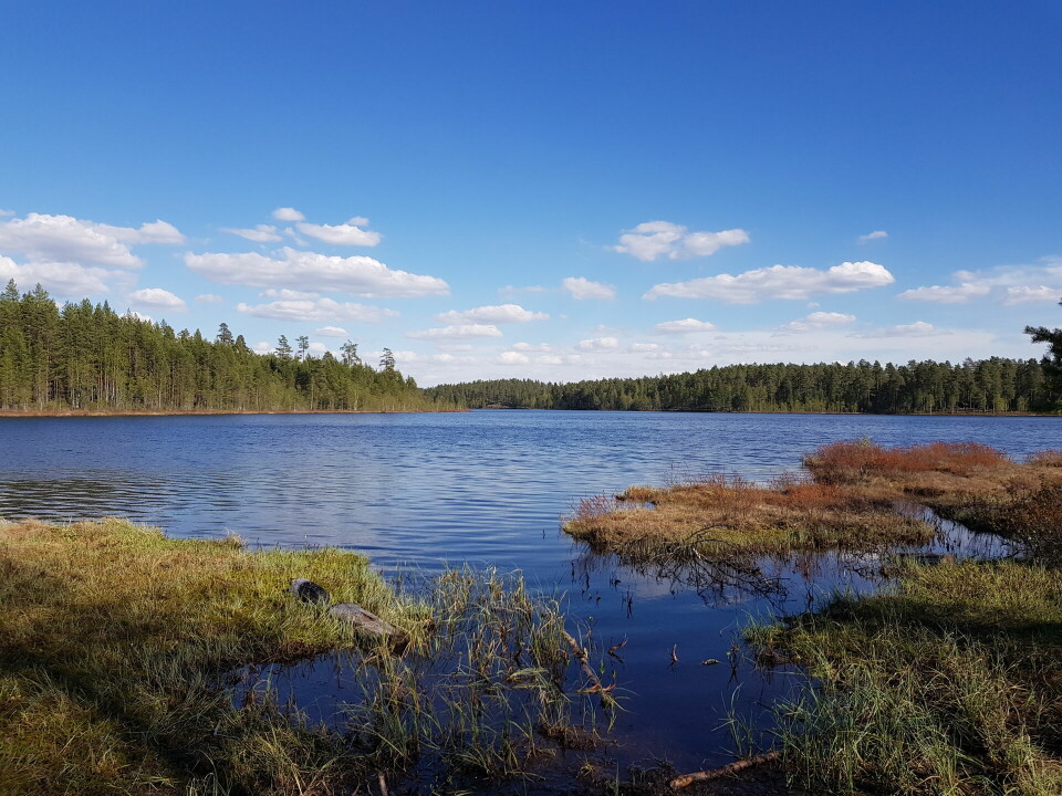 Det er fint ved Mosjøen. (Foto: Sten Arne Negård) Det er fint ved Mosjøen. (Foto: Sten Arne Negård)