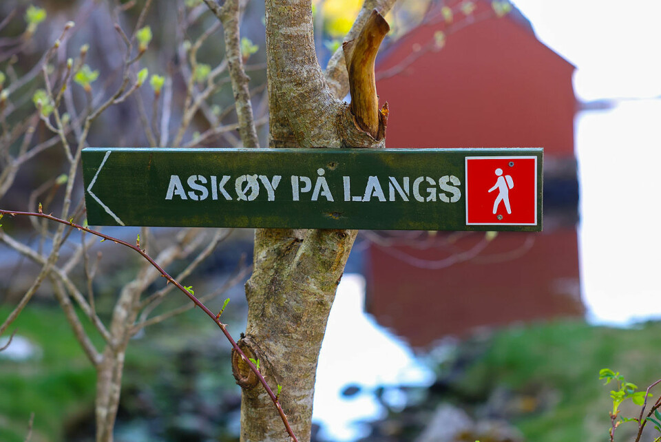 Løypen for Askøy på langs er godt merket, og etter hvert også godt tilrettelagt med trapper, plankefortau over våte myrpartier og liknende. (Alle foto: Arne Dag Myking) Løypen for Askøy på langs er godt merket, og etter hvert også godt tilrettelagt med trapper, plankefortau over våte myrpartier og liknende. (Alle foto: Arne Dag Myking)