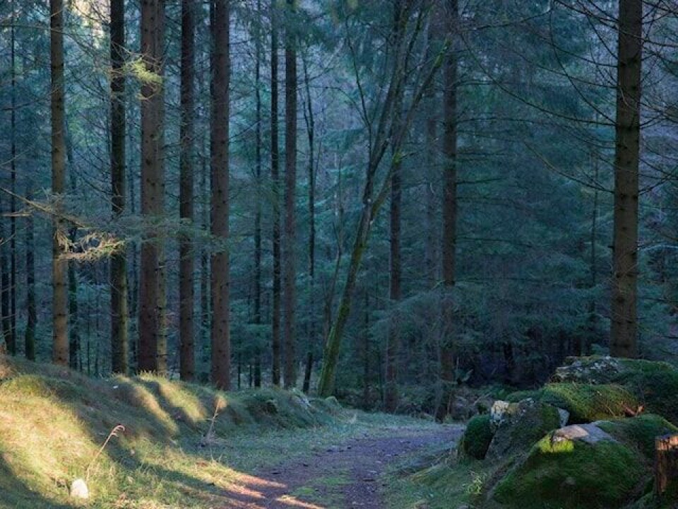 Helle Manvik vant Sätila Trail 121 km på suveren løyperekord Sätila Trail sitt bilde.