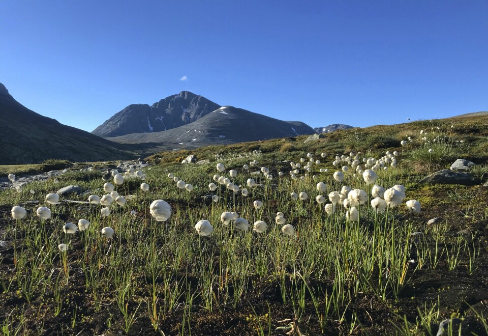 Nå kan du løpe ultraløp i Rondane, 50 miles og 100 miles 15. august rondane100myrull.jpg