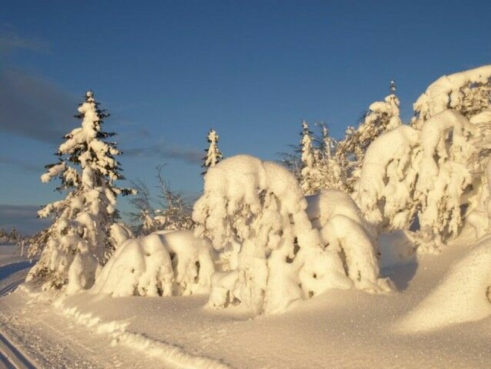 Ingrid Kristiansens blogg: Helhetstrening Vinterlandskap_640x480