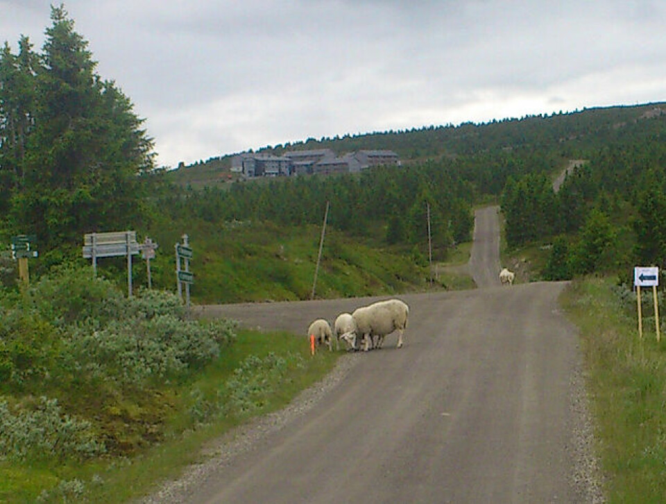 Sjusjøen også sommerstid