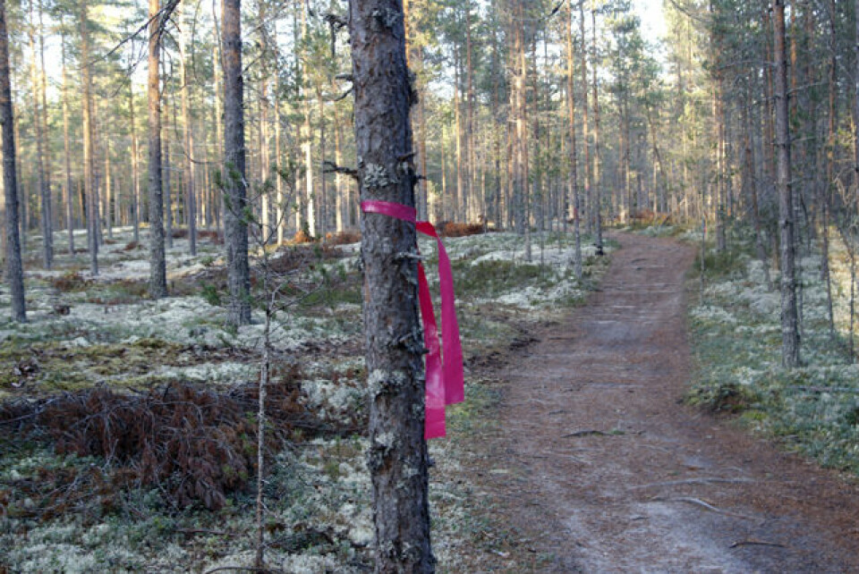 Rosa Sløype-løpet i Stavåsen med utrolige 600 deltakere Rosa_sloyfe.jpg
