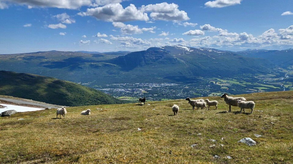 Ikkje åleine:Eg var ikkje åleine i fjella rundt Oppdal sjølv om eg ikkje fekk med meg reisefølgjet opp i fjellet kvar dag. (Foto: Marianne Røhme / Kondis © Kondis) Marianne Røhme sin sommer i 2025