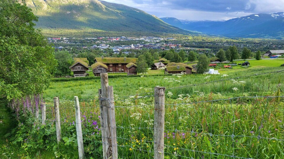 Fjellbygda: Det er ikkje berre Terje Tysland som er glad i Oppdal. Dette er ei perle for alle naturelskarar. (Foto: Marianne Røhme / Kondis © Kondis) Marianne Røhme sin sommer i 2025